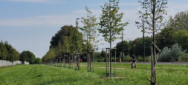 Teren trawiasty z nasadzeniami drzew.