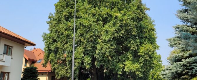 Drzewo rosnące przy ulicy.