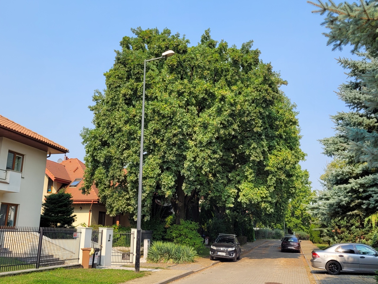 Drzewo rosnące przy ulicy.