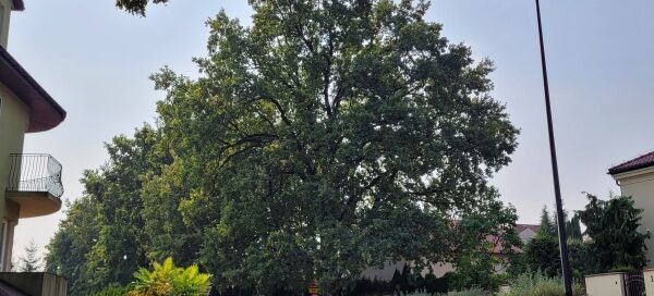 Drzewa rosnące przy ulicy.
