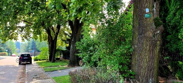 Drzewa rosnące przy chodniku.