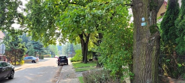 Drzewa rosnące przy chodniku.