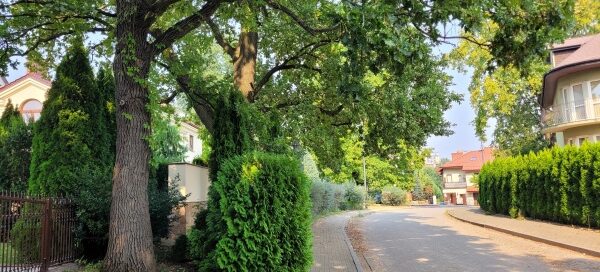 Drzewa i krzewy rosnące przy chodniku.