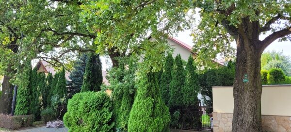 Drzewa i krzewy rosnące przy chodniku.