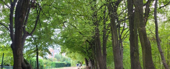 Droga wśród drzew.