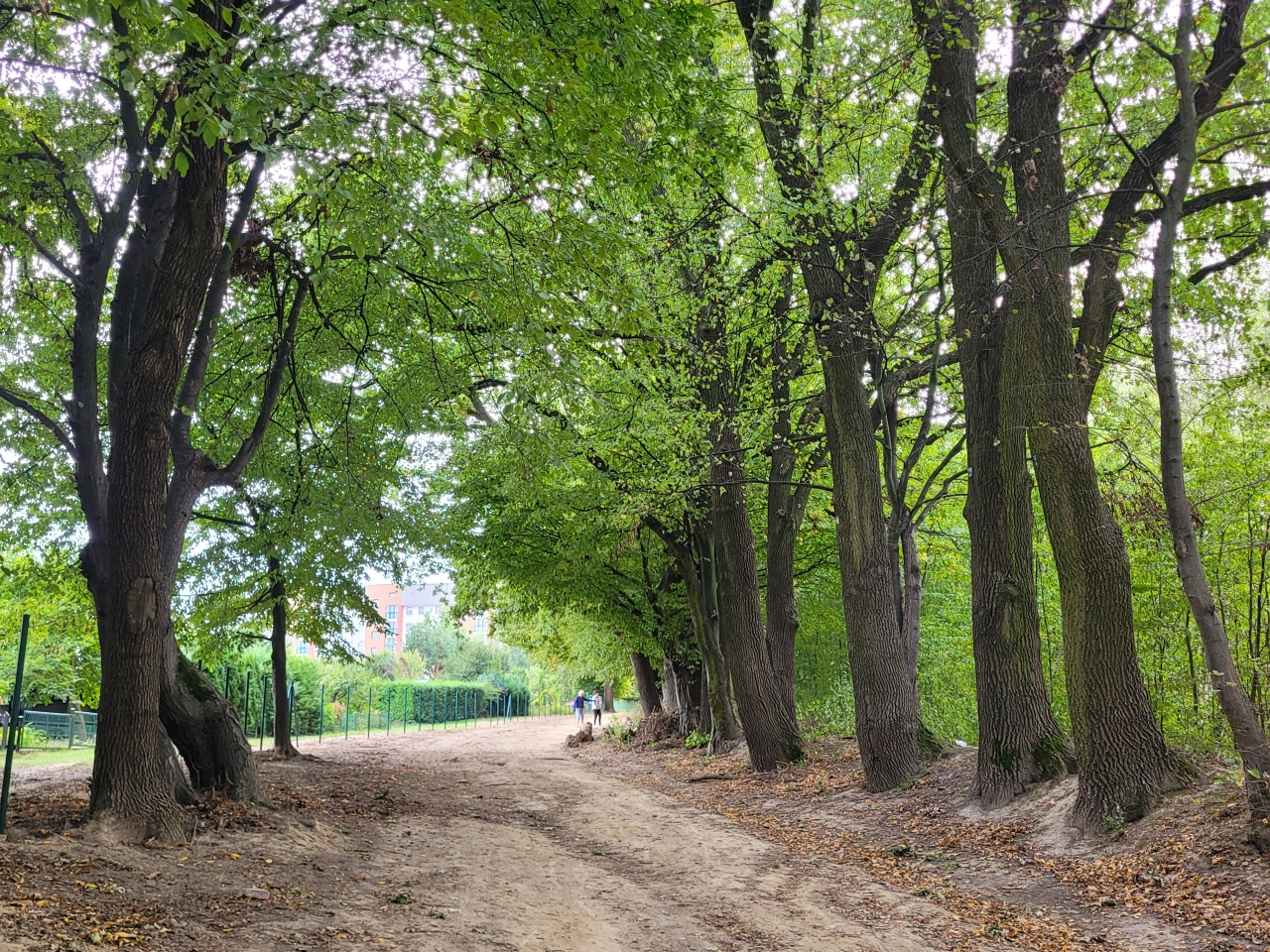 Droga wśród drzew.