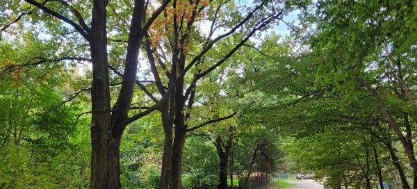 Droga wśród drzew.