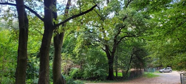 Droga wśród drzew.