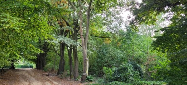 Droga wśród drzew.