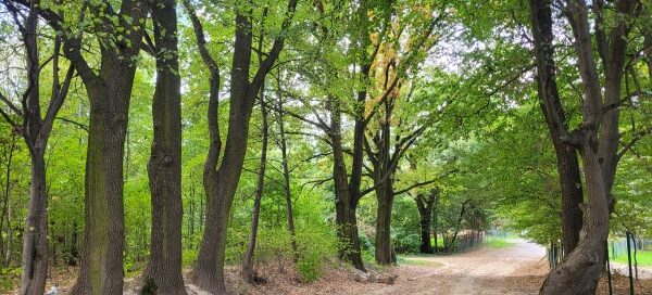 Droga między drzewami.