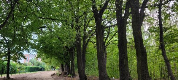 Droga między drzewami.