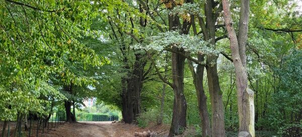 Droga wśród drzew.