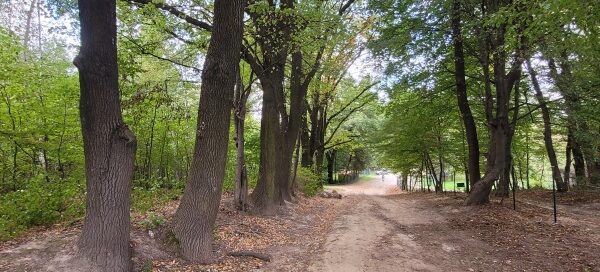 Droga wśród drzew.