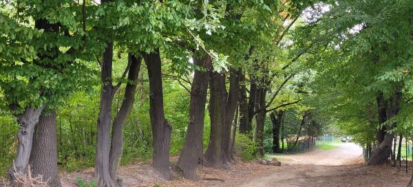 Droga wśród drzew.