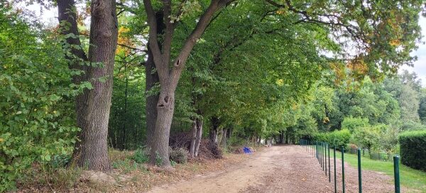 Droga wśród drzew.