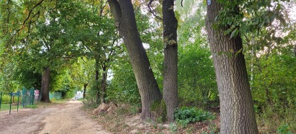 Droga wśród drzew.