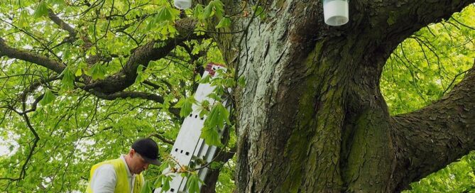 Inspektor nadzoru zakładający pułapki feromonowe.