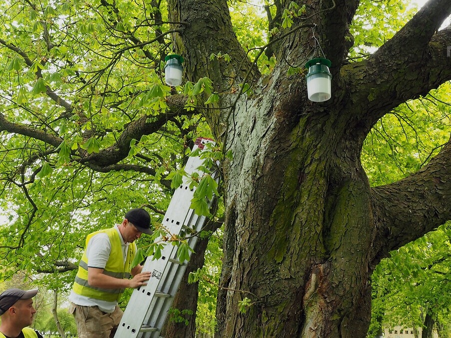Inspektor nadzoru zakładający pułapki feromonowe.