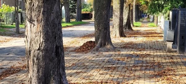 Drzewa Kasztanowca, pomiędzy chodnikiem a ulicą.