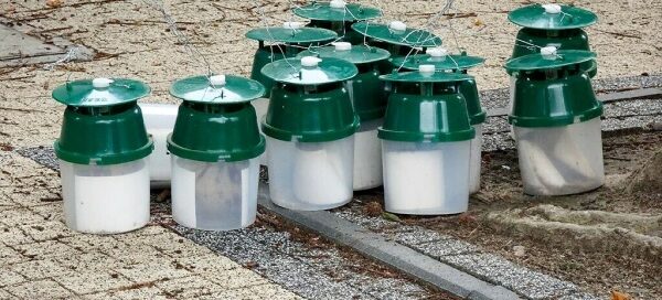 Pułapki feromonowe.