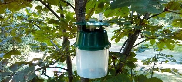 Pułapka feromonowa zawieszona na drzewie.