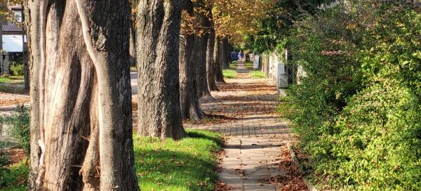 Drzewa Kasztanowców rosnące obok alei dla pieszych.