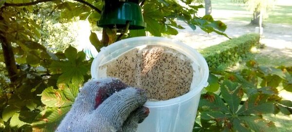 Pułapka feromonowa.