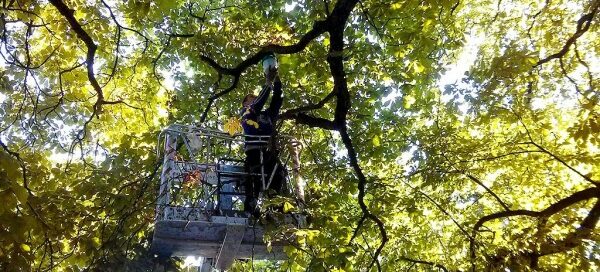 Zakładanie pułapki feremonowej.