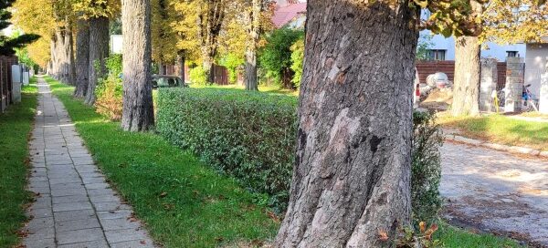 Trawnik, na którym rosną drzewa Kasztanowca oraz żywopłot.