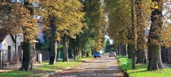 Aleja z drzewami Kasztanowca.