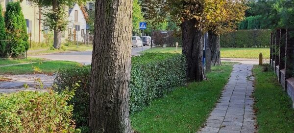 Trawnik, na którym rosną drzewa Kasztanowca oraz żywopłot.