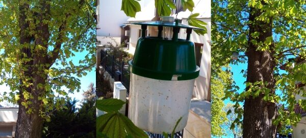 Pułapka feromonowa.