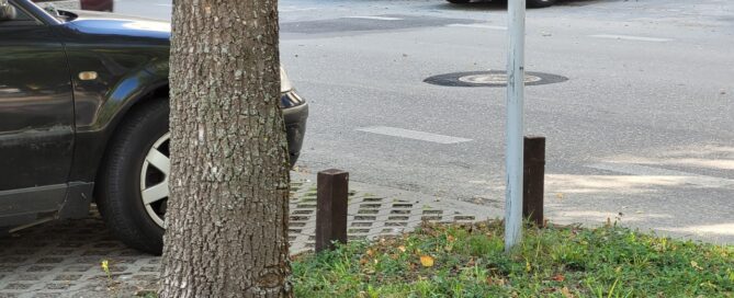 Trawnik, na którym rośnie drzewo. W tle widać ulicę.