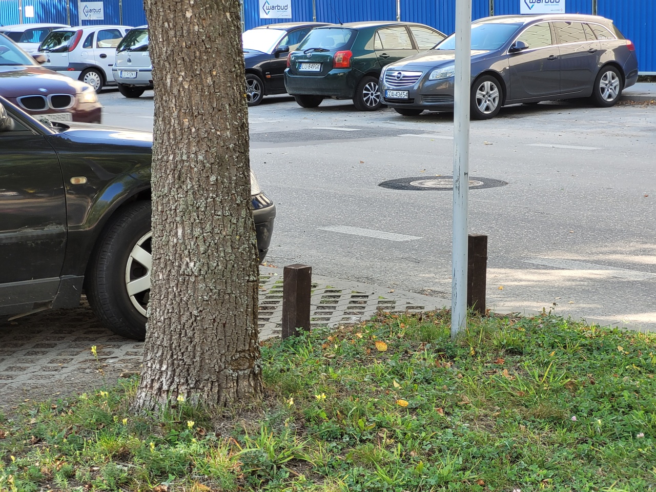 Trawnik, na którym rośnie drzewo. W tle widać ulicę.