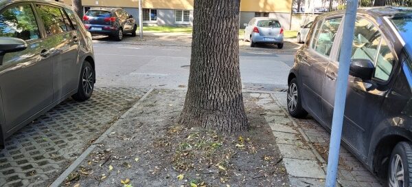 Trawnik, na którym rośnie drzewo, pomiędzy miejscami parkingowymi.