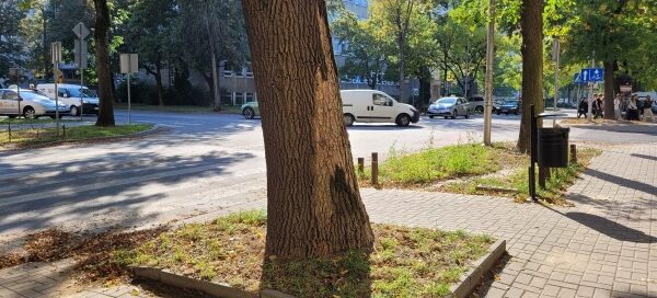 Trawnik, na którym rośnie drzewo, otoczony podwyższonym krawężnikiem.