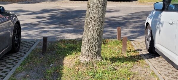 Trawnik, na którym rośnie drzewo, między miejscami parkingowymi.