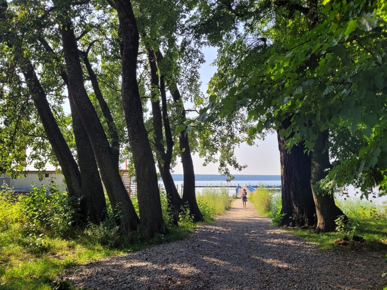 Droga wśród drzew. W tle widoczny Zalew Zemborzycki.