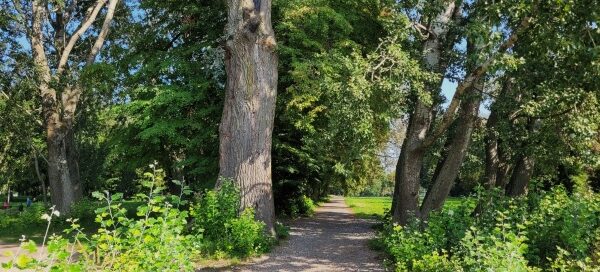 Ścieżka wśród drzew.