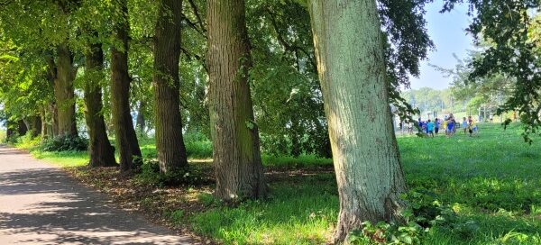 Ścieżka wśród drzew.