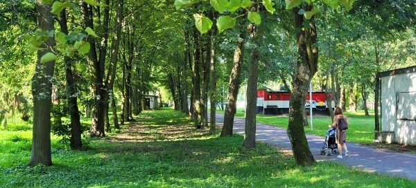 Roślinność nad Zalewem Zemborzyckim.