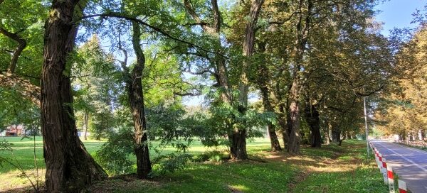 Roślinność nad Zalewem Zemborzyckim.