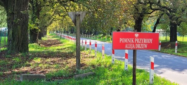 Aleja drzew. Pomnik przyrody.