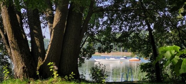 Droga wśród drzew. W tle widoczny Zalew Zemborzycki.