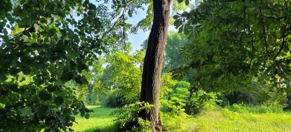 Roślinność nad Zalewem Zemborzyckim.