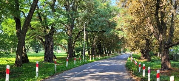 Ulica wśród drzew.