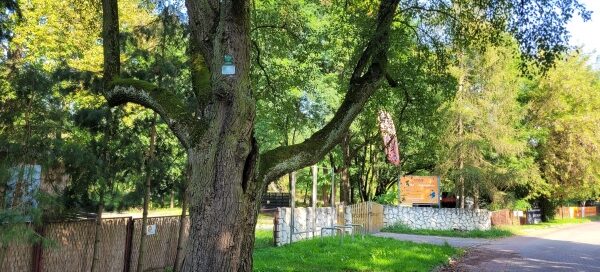 Stare drzewo z oznaczeniem: Pomnik przyrody.