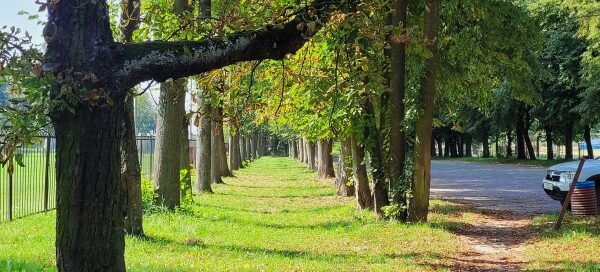 Trawnik, na którym rosną drzewa.