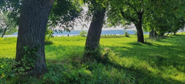 Roślinność nad Zalewem Zemborzyckim.