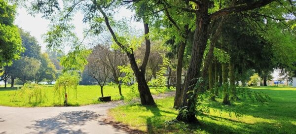 Droga, obok której rosną drzewa.